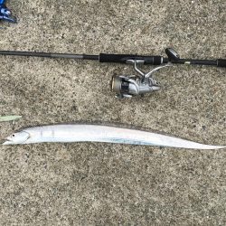 太刀魚いい感じ